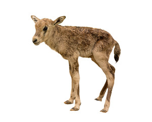 Newborn Baby Beisa Oryx
