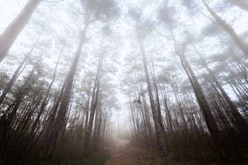Fototapeta na wymiar forest path on misty morning 
