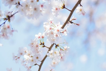 Macro texture of Japanese White Cherry Blossoms in sunshine