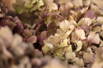 Dry Hydrangea Leaves