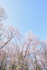 Landscape of Japanese White Cherry Blossoms in sunshine