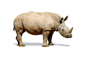 Southern White Rhino Isolated on White