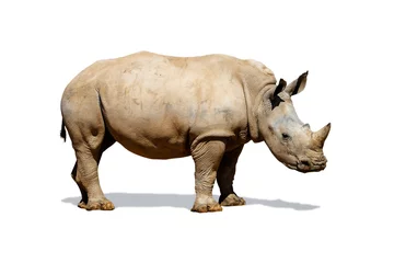 Abwaschbare Fototapete Nashorn Southern White Rhino Isolated on White