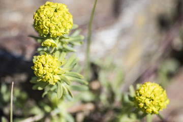 Yellow flowers of a succulent plant composition