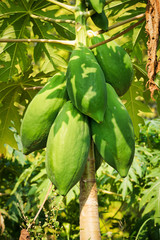 Papayabaum mit Frucht