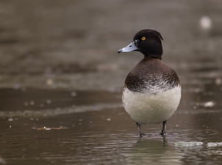 kaczka wodna, czernica na tle stawu, portret zimowy © Ewa Cierniak