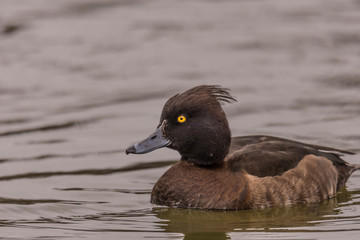 kaczka wodna, czernica na tle stawu, portret zimowy © Ewa Cierniak