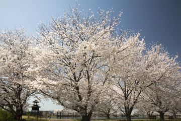 Fototapeta na wymiar 青空バックの桜並木