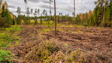 Deforestation. Reproduction of forests.