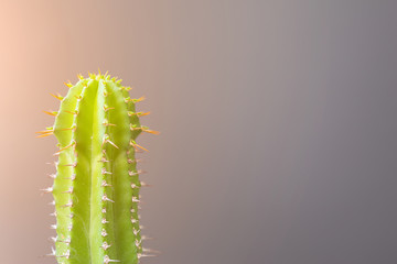 Fototapeta premium Stems and thorns of a cactus with a shaded gray background.