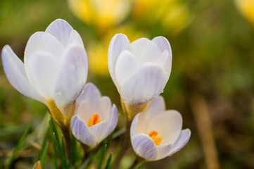 Krokusy biało fioletowe