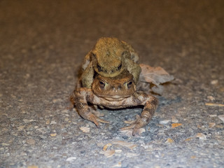 Amplexus de crapauds communs sur le bithume. Bufonidae, Bufo bufo