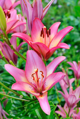 Pink lily (Lilium) flower