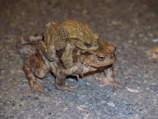 Amplexus de crapauds communs sur le bithume de la route. Bufonidae, Bufo bufo