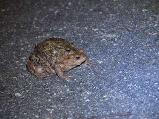 Amplexus de crapauds communs. Bufonidae, Bufo bufo