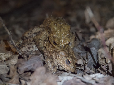 Amplexus de crapauds communs. Bufonidae, Bufo bufo