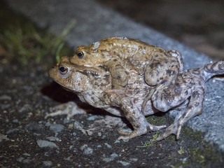 Amplexus de crapauds communs. Bufonidae, Bufo bufo