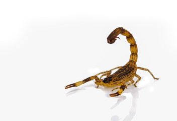 dangerus scorpion isolated on white background