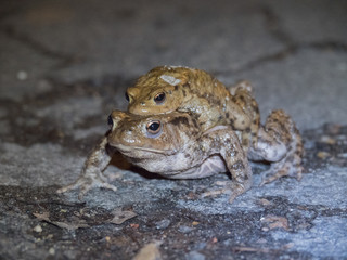 Amplexus de crapauds communs. Bufonidae, Bufo bufo
