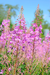 Obraz premium Chamerion angustifolium flowers