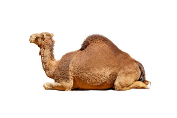 Profile Camel Isolated on White - obrazy, fototapety, plakaty
