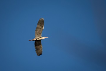 Flying Grey Heron (Ardea cinerea Linnaeus)