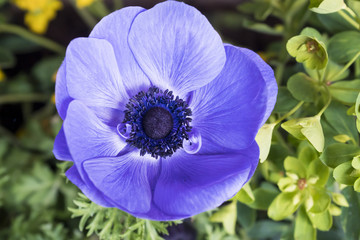 Blaue Kronen-Anemone