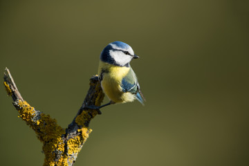 Eurasian blue tit, Cyanistes caeruleus