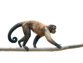 Selbstklebende Fototapete Affe Kapuziner mit schwarzer Kappe isoliert