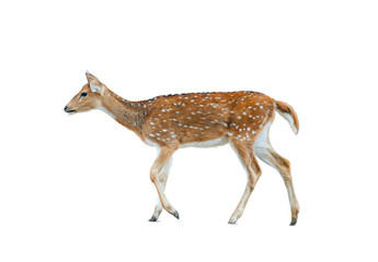 Spotted deer female isolated