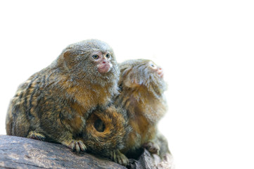 Couple of Pygmy marmoset