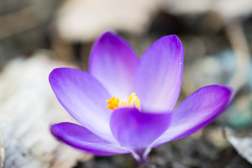 Fioletowe krokusy © Kasia R.