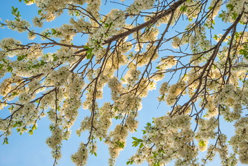  Branches of blossoming cherry tree against the blue sky