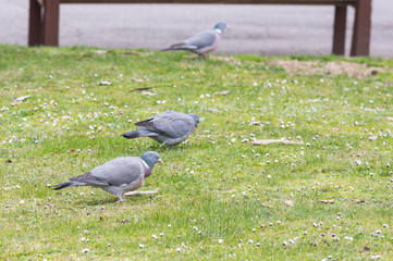 Pigeons eating in a park.
