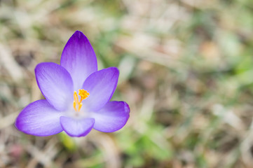 Fioletowe krokusy © Kasia R.