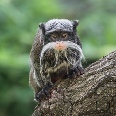 Portrait of funny bearded emperor tamarin monkey from Brazil jungles