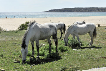 Obraz na płótnie Canvas Andalusische Pferde, Schimmel, Strand bei Tarifa, Andalusien, Spanien, Europa