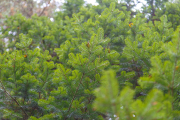 background of conifers