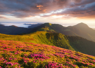 Fototapeta premium Flowes in the mountains during sunrise. Beautiful natural landscape in the summer time