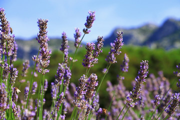 Lavender flower in a field , Croatia