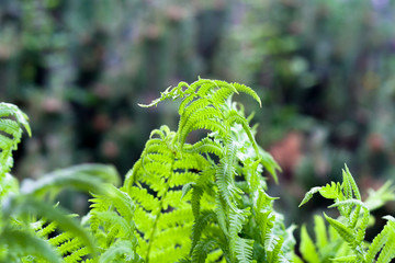 Fern