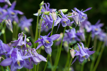 Aquilegia