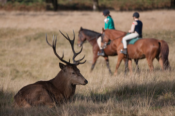 Red Deer and Horse Riders