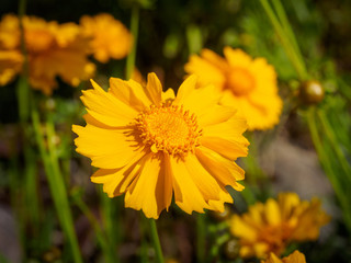 Yellow wild flowers