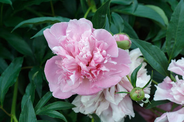 Peony
