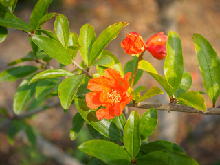 Red flowers in the field