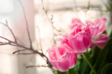 Fototapeta na wymiar Beautiful pink tulips on window backround with sunbeam, close up