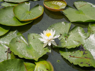 A lake with white lotus flowers