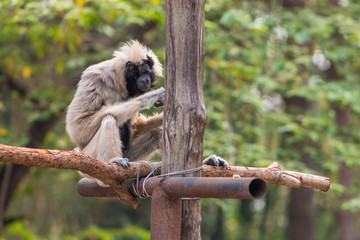 The female pileated gibbon have a white-grey colored fur with only the belly and head black.