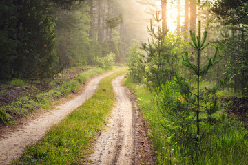 Obraz premium Forest road at sunrise. Forest landscape with small pine trees and fir trees along path. Morning forest with bright sunlight at dawn. Green woodland. Scenery natural nature.